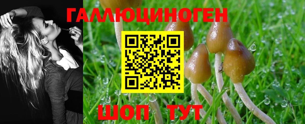 Галлюциногенные грибы Psilocybine cubensis Канск